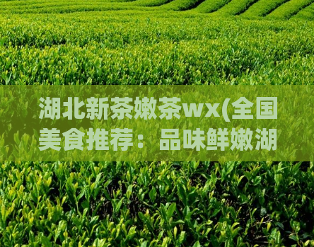 湖北新茶嫩茶wx(全国美食推荐:品味鲜嫩湖北新茶)