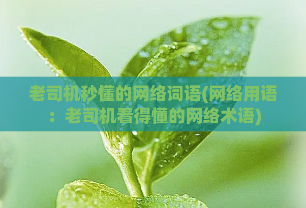 老司机秒懂的网络词语(网络用语：老司机看得懂的网络术语)