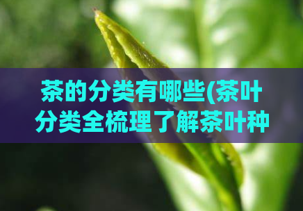 茶的分类有哪些(茶叶分类全梳理了解茶叶种类与特点)