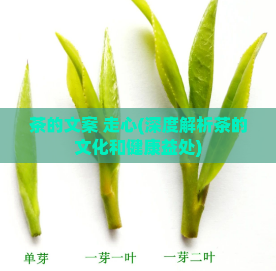 茶的文案 走心(深度解析茶的文化和健康益处)
