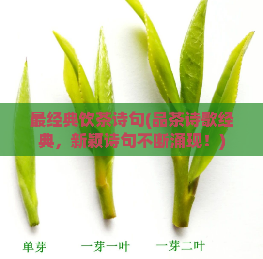 最经典饮茶诗句(品茶诗歌经典，新颖诗句不断涌现！)