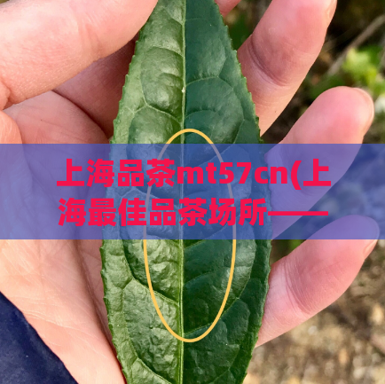 上海品茶mt57cn(上海最佳品茶场所——MT57CN。)