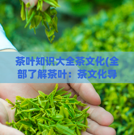 茶叶知识大全茶文化(全部了解茶叶：茶文化导读)