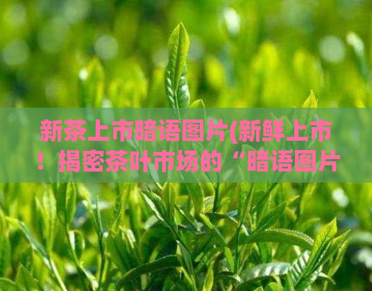 新茶上市暗语图片(新鲜上市！揭密茶叶市场的“暗语图片”奥秘)