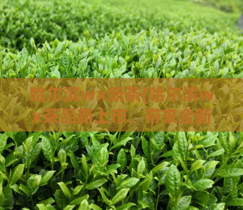 哈尔滨wx新茶(哈尔滨wx茶品新上市，带来全新茶香体验)
