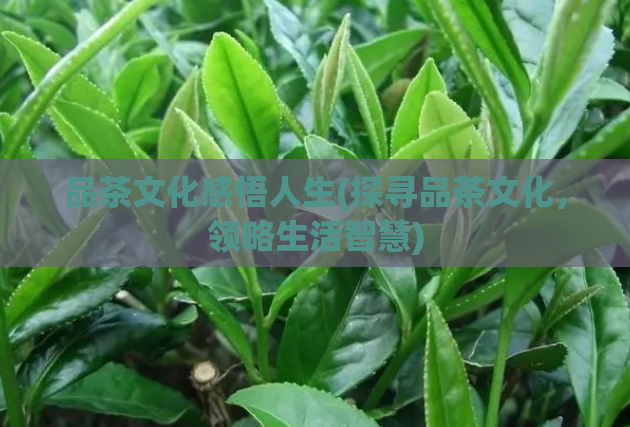 品茶文化感悟人生(探寻品茶文化，领略生活智慧)