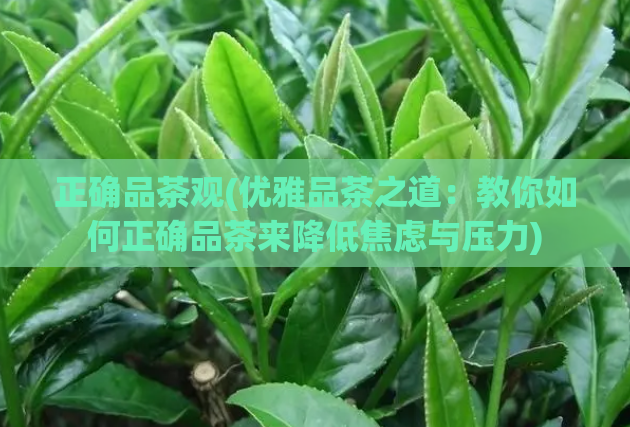正确品茶观(优雅品茶之道:教你如何正确品茶来降低焦虑与压力)