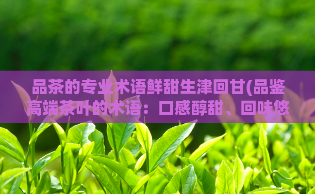 品茶的专业术语鲜甜生津回甘(品鉴高端茶叶的术语：口感醇甜、回味悠长)