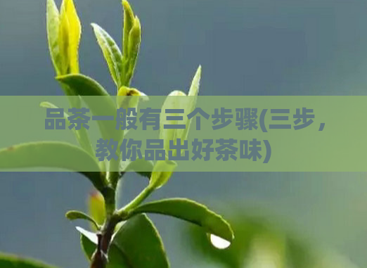 品茶一般有三个步骤(三步,教你品出好茶味)