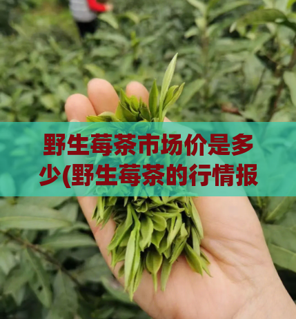 野生莓茶市场价是多少(野生莓茶的行情报告)