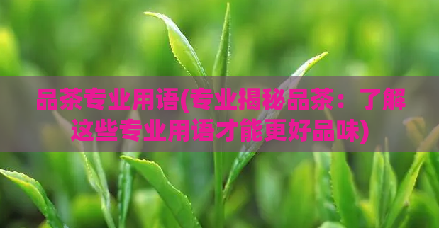 品茶专业用语(专业揭秘品茶：了解这些专业用语才能更好品味)