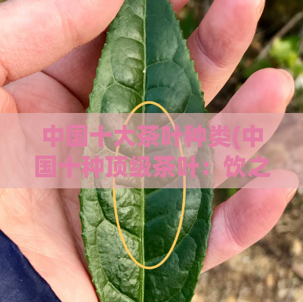 中国十大茶叶种类(中国十种顶级茶叶：饮之若醍醐灌顶！)