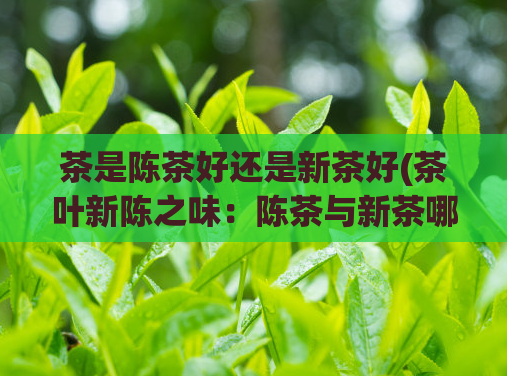 茶是陈茶好还是新茶好(茶叶新陈之味：陈茶与新茶哪个更优？)