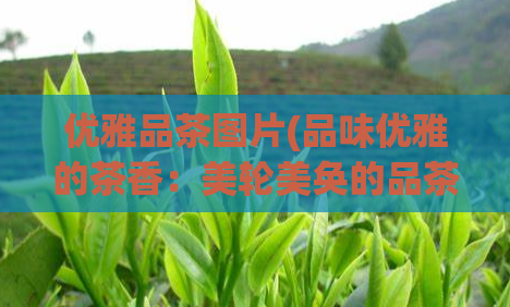 优雅品茶图片(品味优雅的茶香：美轮美奂的品茶图片欣赏)