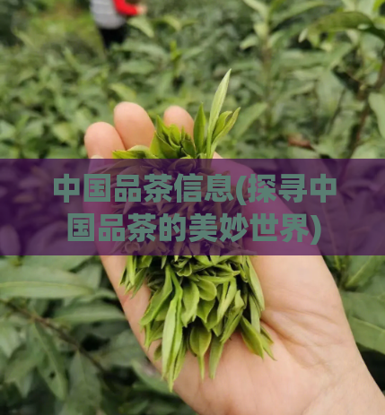 中国品茶信息(探寻中国品茶的美妙世界)