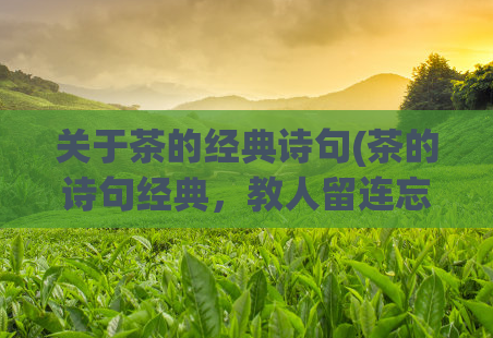 关于茶的经典诗句(茶的诗句经典,教人留连忘返)
