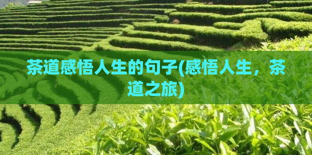 茶道感悟人生的句子(感悟人生，茶道之旅)