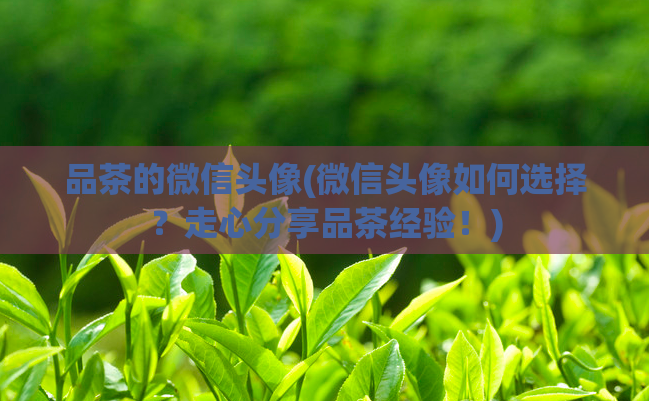 品茶的微信头像(微信头像如何选择？走心分享品茶经验！)