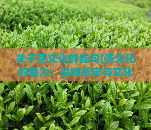 关于茶文化的佳句(茶文化的魅力：品味历史与文化的精髓)