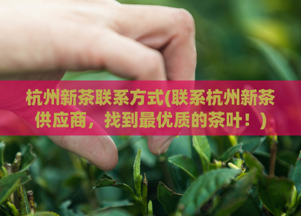 杭州新茶联系方式(联系杭州新茶供应商,找到最优质的茶叶!)
