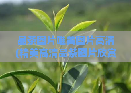品茶图片唯美图片高清(精美高清品茶图片欣赏)