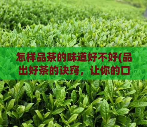 怎样品茶的味道好不好(品出好茶的诀窍，让你的口感更佳畅！)