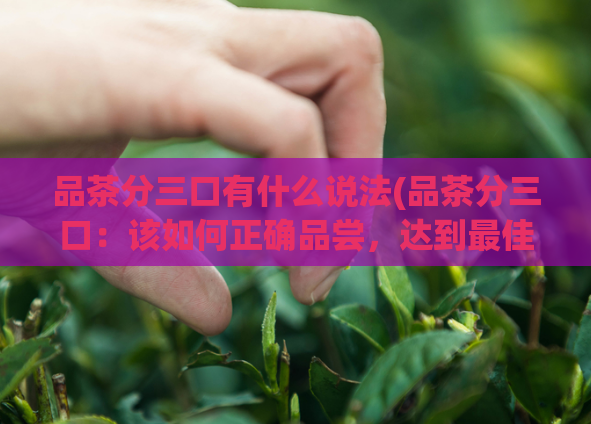 品茶分三口有什么说法(品茶分三口：该如何正确品尝，达到最佳口感？)