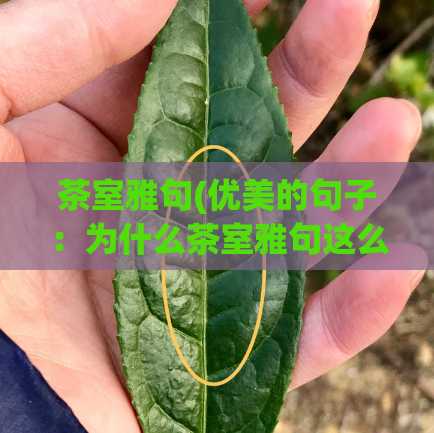 茶室雅句(优美的句子：为什么茶室雅句这么受欢迎？)