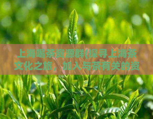 上海喝茶资源群(探寻上海茶文化之旅，加入与茶有关的资源群)