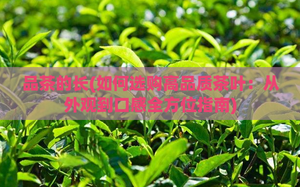 品茶的长(如何选购高品质茶叶：从外观到口感全方位指南)