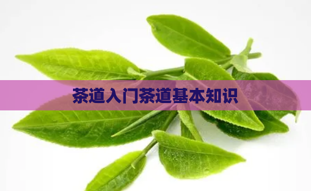 茶道入门茶道基本知识