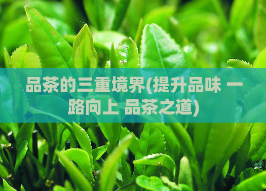 品茶的三重境界(提升品味 一路向上 品茶之道)