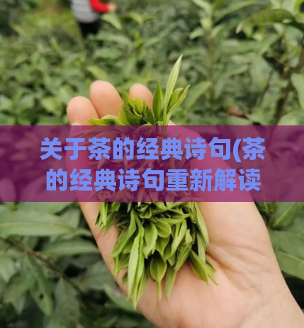 关于茶的经典诗句(茶的经典诗句重新解读)