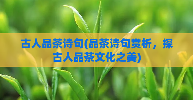古人品茶诗句(品茶诗句赏析，探古人品茶文化之美)