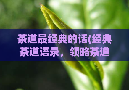 茶道最经典的话(经典茶道语录,领略茶道之道)