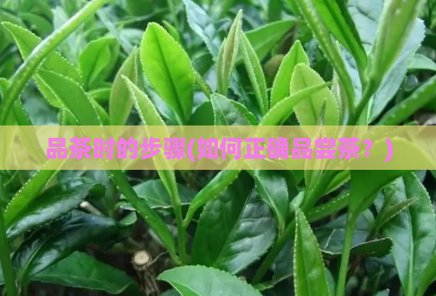 品茶时的步骤(如何正确品尝茶？)