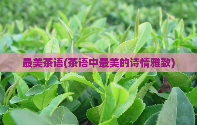 最美茶语(茶语中最美的诗情雅致)