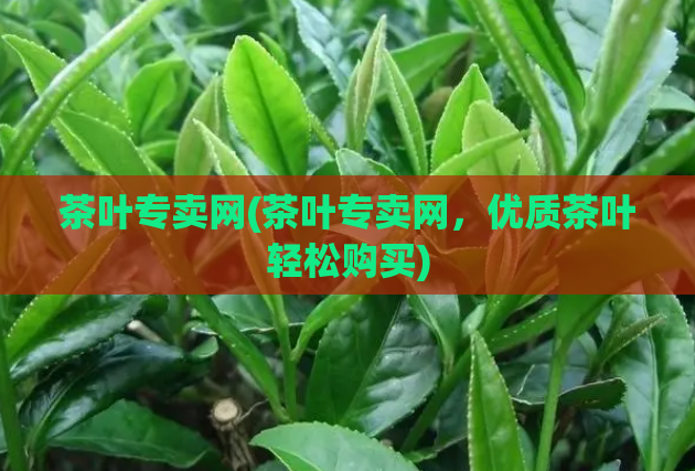 茶叶专卖网(茶叶专卖网，优质茶叶轻松购买)