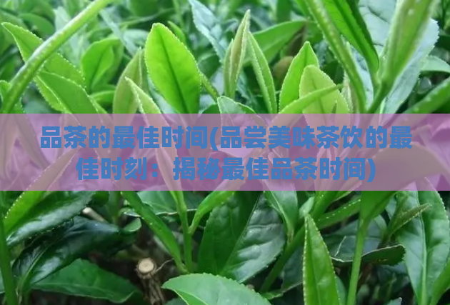 品茶的最佳时间(品尝美味茶饮的最佳时刻：揭秘最佳品茶时间)