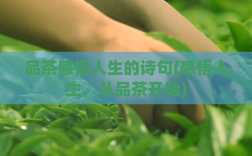 品茶感悟人生的诗句(感悟人生，从品茶开始)
