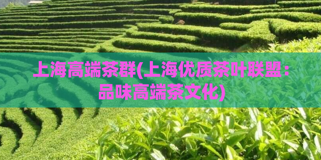 上海高端茶群(上海优质茶叶联盟:品味高端茶文化)