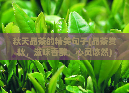 秋天品茶的精美句子(品茶赏秋，滋味香醇，心灵悠然)