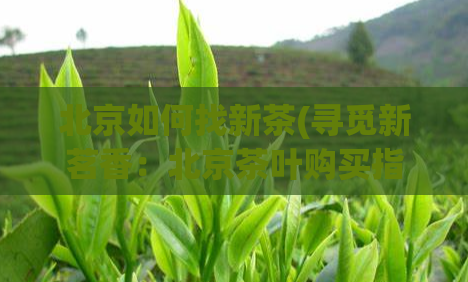 北京如何找新茶(寻觅新茗香:北京茶叶购买指南)