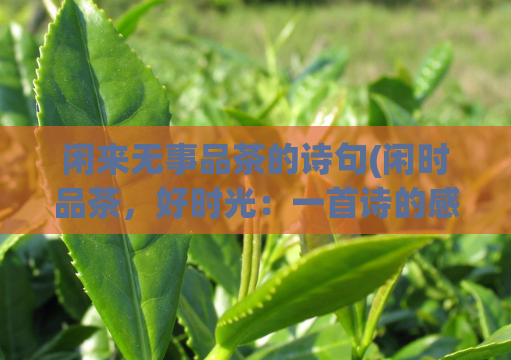 闲来无事品茶的诗句(闲时品茶，好时光：一首诗的感悟)