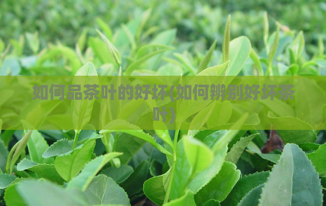 如何品茶叶的好坏(如何辨别好坏茶叶)
