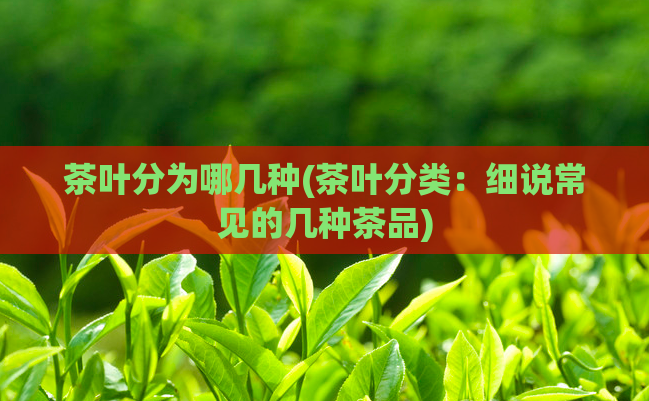 茶叶分为哪几种(茶叶分类：细说常见的几种茶品)