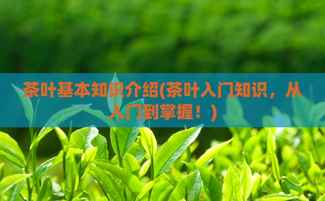 茶叶基本知识介绍(茶叶入门知识,从入门到掌握!)