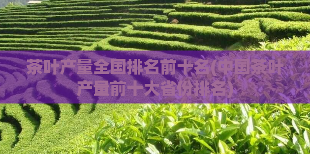 茶叶产量全国排名前十名(中国茶叶产量前十大省份排名)