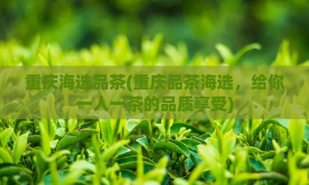 重庆海选品茶(重庆品茶海选，给你一人一茶的品质享受)