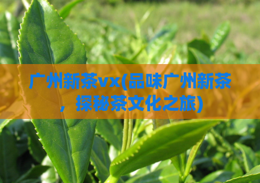 广州新茶vx(品味广州新茶,探秘茶文化之旅)